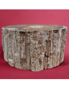 Bois fossilisé Tronc