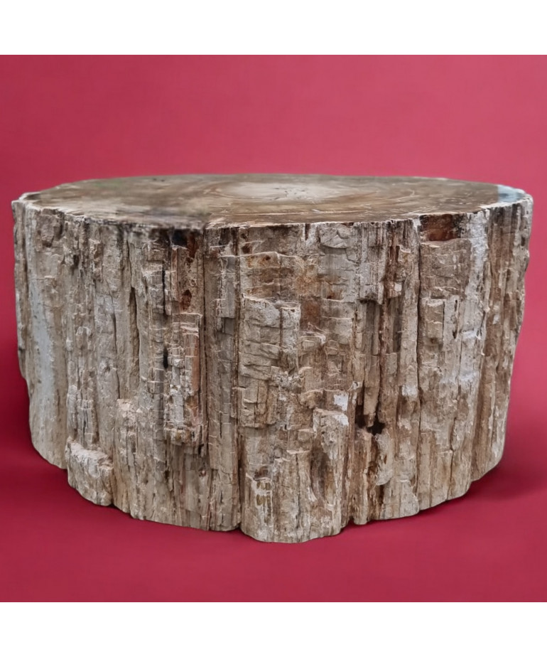 Bois fossilisé Tronc