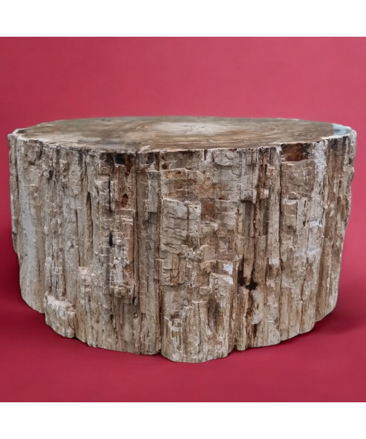 Bois fossilisé Tronc