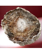 Bois fossilisé Tronc