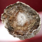 Bois fossilisé Tronc