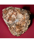 Bois fossilisé Tronc