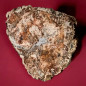 Bois fossilisé Tronc