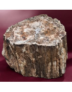 Bois fossilisé Tronc