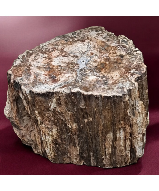 Bois fossilisé Tronc