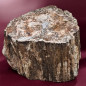 Bois fossilisé Tronc