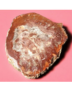 Bois fossilisé 210g
