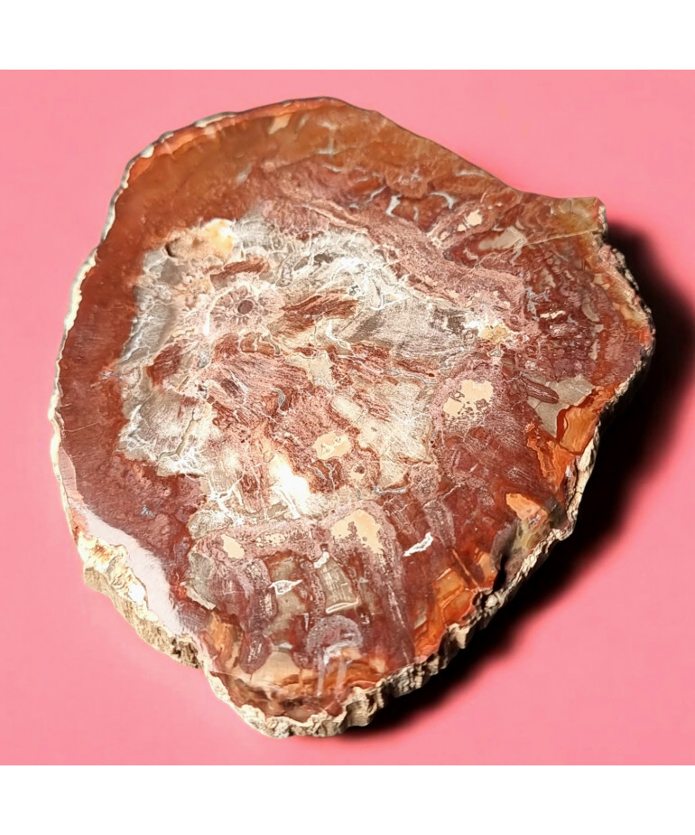 Bois fossilisé 210g