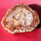 Bois fossilisé 961g