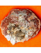 Bois fossilisé 2850g