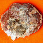 Bois fossilisé 2850g