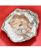 Bois fossilisé 3662g