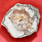 Bois fossilisé 3662g