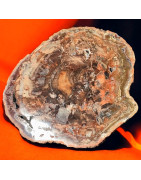 Bois fossilisé 2554g