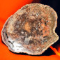 Bois fossilisé 2554g
