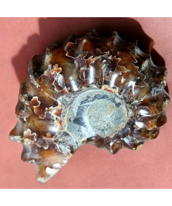 Fossile Ammonite 63g