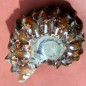 Fossile Ammonite 63g