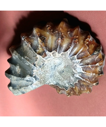 Fossile Ammonite 126g