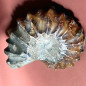 Fossile Ammonite 126g