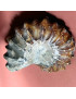 Fossile Ammonite 126g