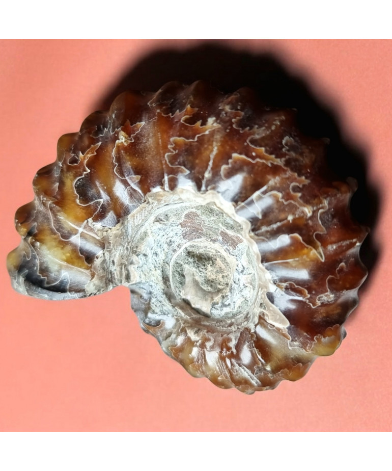 Fossile Ammonite 89g