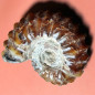 Fossile Ammonite 89g