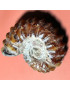 Fossile Ammonite 89g