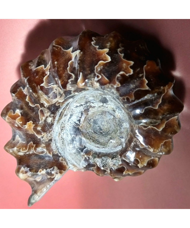 Fossile Ammonite 68g