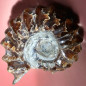 Fossile Ammonite 68g