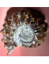 Fossile Ammonite 68g