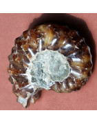 Fossile Ammonite 73g