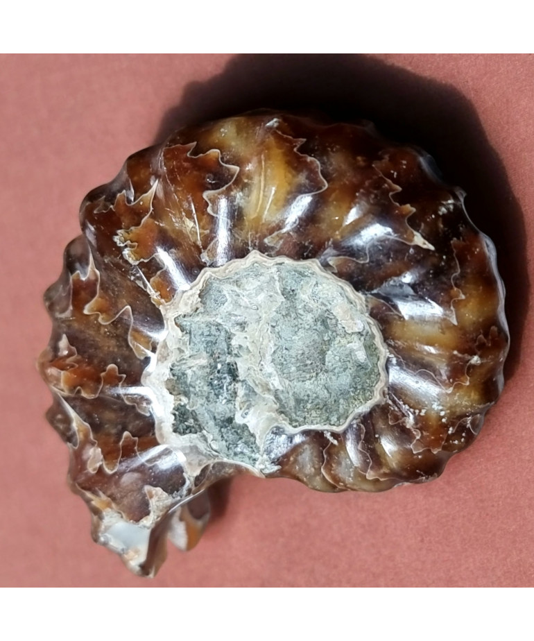 Fossile Ammonite 73g