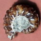Fossile Ammonite 73g