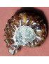 Fossile Ammonite 73g