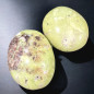 Galet Opale Citron (s)