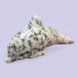 Dauphin Quartz tourmaline 8cm (s)