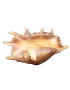 Coquillage Lambis Truncata l40cm x H24 1883g