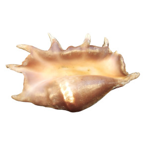 Coquillage Lambis Truncata l40cm x H24 1883g