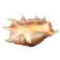 Coquillage Lambis Truncata l40cm x H24 1883g