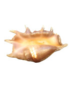 Coquillage Lambis Truncata l40cm x H24 1883g