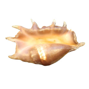 Coquillage Lambis Truncata l40cm x H24 1883g
