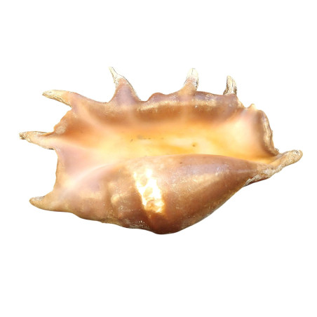 Coquillage Lambis Truncata l40cm x H24 1883g