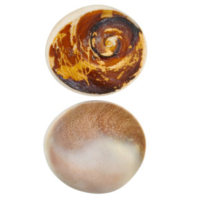 Pierre Brute Œil de Shiva Coquillage