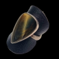 Bague Œil de faucon Argent 925 taille 56
