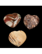 Cœur Bois fossilisé