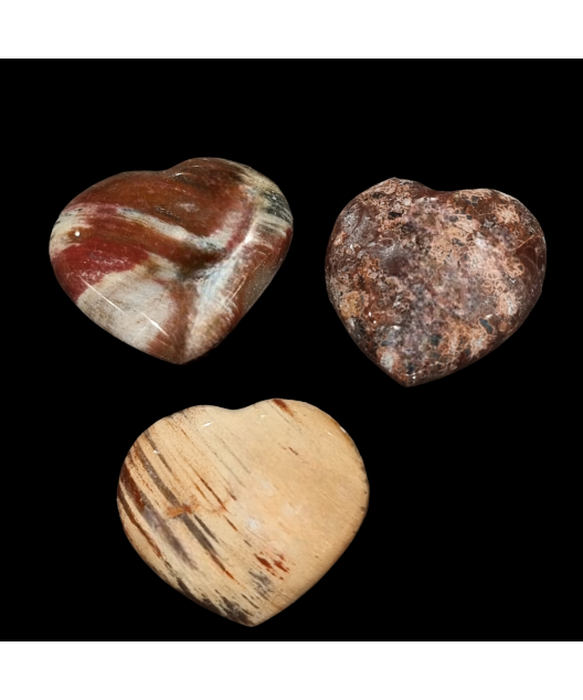 Cœur Bois fossilisé