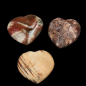 Cœur Bois fossilisé