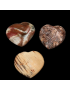 Cœur Bois fossilisé
