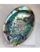 Coquille d'ormeau