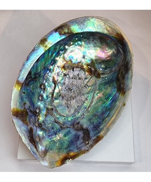 Coquille d'ormeau